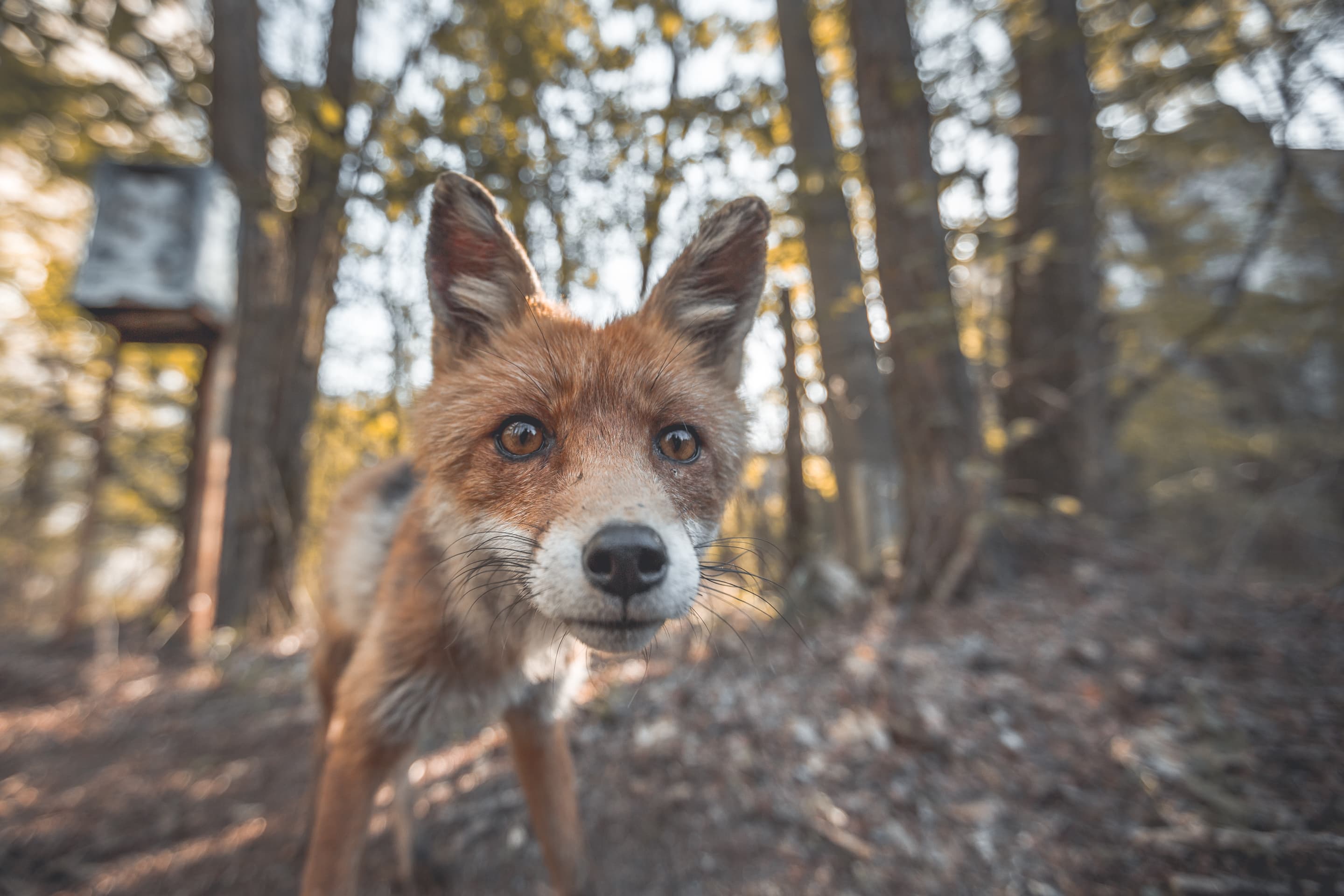 Fuchs in der Zone